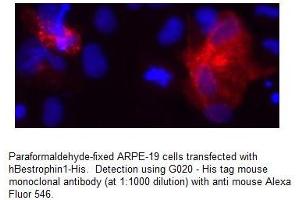 Image no. 2 for anti-His Tag antibody (ABIN790725)