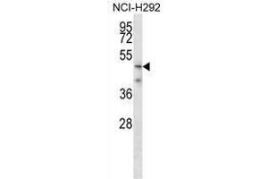 TMPRSS5 Antibody (N-term) western blot analysis in NCI-H292 cell line lysates (35 µg/lane). (TMPRSS5 anticorps  (N-Term))