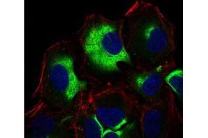 Immunofluorescence analysis of Hela cells using IL3RA mouse mAb (green). (IL3RA anticorps  (AA 200-305))