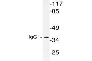 Western blot (WB) analysis of IgG1 Antibody in extracts from LOVO cells. (Lapin anti-Humain IgG1 Anticorps)