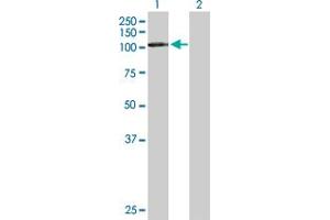 Western Blot analysis of DDX20 expression in transfected 293T cell line by DDX20 MaxPab polyclonal antibody. (DDX20 anticorps  (AA 1-824))