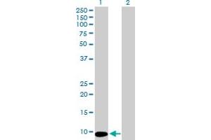 Western Blot analysis of MTCP1 expression in transfected 293T cell line by MTCP1 MaxPab polyclonal antibody.