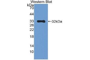 Western Blotting (WB) image for anti-Mitogen-Activated Protein Kinase 10 (MAPK10) (AA 88-332) antibody (ABIN1078320) (MAPK10 anticorps  (AA 88-332))