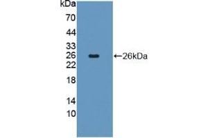 Western blot analysis of recombinant Human FGF18. (FGF18 anticorps  (AA 10-199))