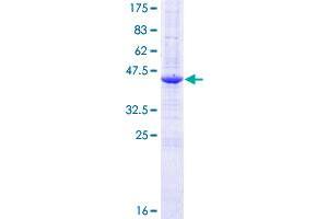 Image no. 1 for Receptor Accessory Protein 5 (REEP5) (AA 1-185) protein (GST tag) (ABIN1317756)