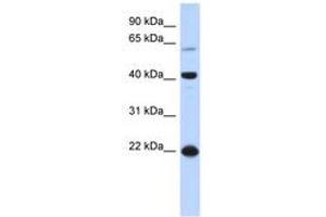 Image no. 1 for anti-Basic Leucine Zipper Nuclear Factor 1 (BLZF1) (AA 71-120) antibody (ABIN6740361) (BLZF1 anticorps  (AA 71-120))