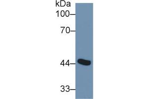 Western Blot; Sample: Mouse Placenta lysate; Primary Ab: 1µg/ml Rabbit Anti-Human ADA Antibody Second Ab: 0. (ADA anticorps  (AA 11-280))