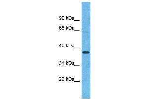Western Blotting (WB) image for anti-Olfactory Receptor, Family 5, Subfamily H, Member 15 (OR5H15) (C-Term) antibody (ABIN2791757)