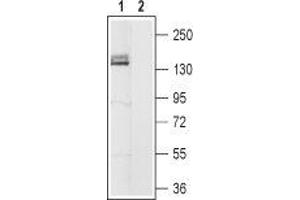 Western blot analysis of rat brain membranes: - 1. (HCN4 anticorps  (Intracellular, N-Term))