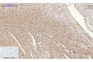 Immunohistochemical analysis of paraffin-embedded mouse heart tissue. (GLUT4 anticorps  (N-Term))