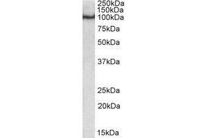 Western Blotting (WB) image for anti-POU Domain, Class 2, Transcription Factor 1 (POU2F1) (Internal Region) antibody (ABIN2464659) (POU2F1 anticorps  (Internal Region))