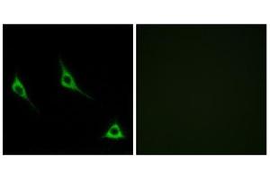 Immunofluorescence analysis of LOVO cells, using OR51A7 antibody. (OR51A7 anticorps  (C-Term))