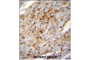 ALDH1L2 Antibody (C-term) (ABIN655235 and ABIN2844839) immunohistochemistry analysis in formalin fixed and paraffin embedded mouse heart tissue followed by peroxidase conjugation of the secondary antibody and DAB staining. (ALDH1L2 anticorps  (C-Term))