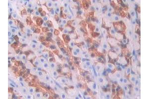 DAB staining on IHC-P; Samples: Rat Stomach Tissue