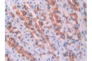 DAB staining on IHC-P; Samples: Rat Stomach Tissue (Kallikrein 1 anticorps  (AA 21-261))