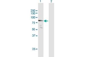 Western Blot analysis of MLLT1 expression in transfected 293T cell line by MLLT1 MaxPab polyclonal antibody. (MLLT1 anticorps  (AA 1-559))