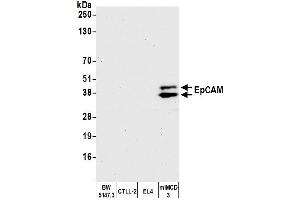 Western Blotting (WB) image for anti-Epithelial Cell Adhesion Molecule (EPCAM) (AA 264-314) antibody (ABIN7454025) (Recombinant EpCAM anticorps  (AA 264-314))