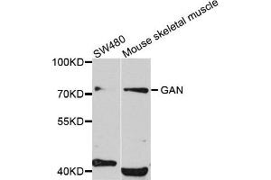 Western blot analysis of extract of SW480 and mouse skeletal muscle cells, using GAN antibody.