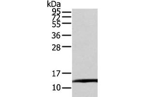 Gel: 12 % SDS-PAGE, Lysate: 80 μg, Lane: PC3 cell, Primary antibody: ABIN7128027(TCEB1 Antibody) at dilution 1/200 dilution, Secondary antibody: Goat anti rabbit IgG at 1/8000 dilution, Exposure time: 20 seconds
