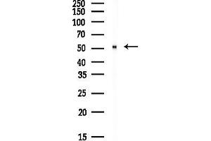 Western blot analysis of lysates from HepG2 cells(starvation, 24h treatment), using PSM Antibody at 1/1000 dilution.