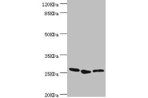 Western blot All lanes: YEATS4 antibody at 1. (GAS41 anticorps  (AA 1-227))