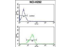 SFRS5 Antibody (Center Y85) (ABIN390554 and ABIN2840889) flow cytometric analysis of NCI- cells (bottom histogram) compared to a negative control cell (top histogram). (SRSF5 anticorps  (AA 70-97))
