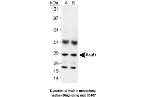 Image no. 1 for anti-Aryl Hydrocarbon Receptor Interacting Protein (AIP) antibody (ABIN363261) (AIP anticorps)