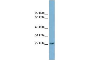WB Suggested Anti-PERP Antibody Titration:  0. (PERP anticorps  (Middle Region))