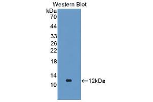 Western Blot; Sample: Recombinant protein. (FGA anticorps  (AA 554-655))