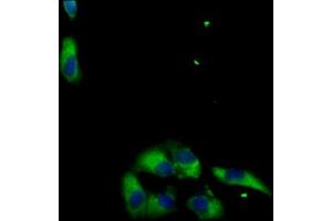 Immunofluorescent analysis of HepG2 cells using ABIN7159021 at dilution of 1:100 and Alexa Fluor 488-congugated AffiniPure Goat Anti-Rabbit IgG(H+L) (MAS1L anticorps  (AA 318-378))