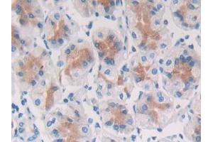DAB staining on IHC-P; Samples: Human Stomach Tissue (SFRP5 anticorps  (AA 48-165))
