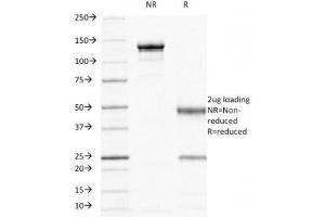 SDS-PAGE Analysis of Purified, BSA-Free HCAM Antibody (clone 156-3C11).