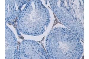 Detection of CA2 in Rat Testis Tissue using Polyclonal Antibody to Carbonic Anhydrase II (CA2)