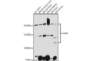 Western blot analysis of extracts of various cell lines, using CASR antibody (ABIN1678994, ABIN5663902, ABIN5663904 and ABIN6218520) at 1:1000 dilution. (CASR anticorps  (AA 874-1088))