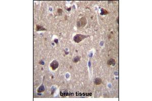 MR Antibody (Center) (ABIN657111 and ABIN2846258) immunohistochemistry analysis in formalin fixed and paraffin embedded human brain tissue followed by peroxidase conjugation of the secondary antibody and DAB staining. (MRAP2 anticorps  (AA 58-86))