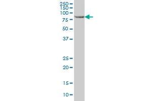 STAT5B monoclonal antibody (M02), clone 5D6 Western Blot analysis of STAT5B expression in HeLa . (STAT5B anticorps  (AA 678-787))
