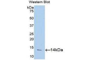 Western Blotting (WB) image for anti-Platelet Factor 4 (PF4) (AA 31-101) antibody (ABIN1077679) (PF4 anticorps  (AA 31-101))