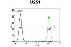 CB018 Antibody (C-term) flow cytometric analysis of U251 cells (right histogram) compared to a negative control cell (left histogram).
