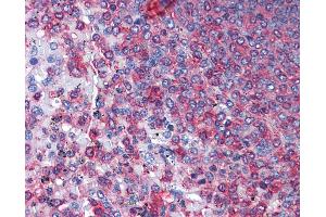 Anti-ACTG1 / Gamma-Actin antibody IHC of human spleen.