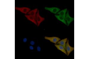 Nestin Mouse Monoclonal Antibody staining Hela cells by IF/ICC. (Nestin anticorps  (C-Term))