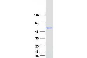 Validation with Western Blot