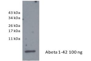 Western Blotting (WB) image for anti-Amyloid beta 1-42 (Abeta 1-42) antibody (ABIN334635) (Abeta 1-42 anticorps)