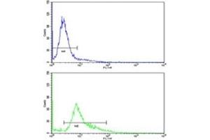 Flow cytometric analysis of 293 cells using WNT4 antibody (green) compared to a negative control (blue).