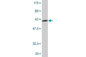Western Blot detection against Immunogen (60.