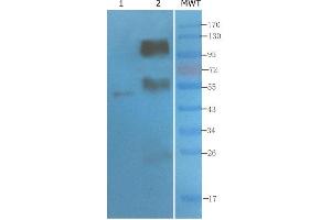 Western Blot using anti-CD4 antibody   Mouse thymus (lane 1) and mouse spleen (lane 2) were resolved on a 10% SDS PAGE gel and blots probed with -10. (Recombinant CD4 anticorps)