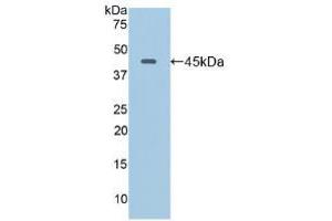 Western blot analysis of recombinant Mouse LAMP2. (LAMP2 anticorps  (AA 295-410))