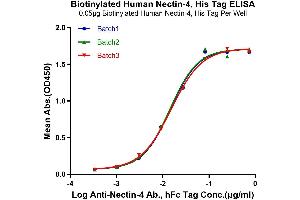 Immobilized Biotinylated Human Nectin-4, His Tag at 0.