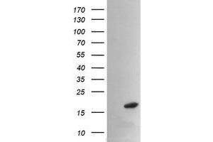 Image no. 2 for anti-Peptidylprolyl Isomerase (Cyclophilin)-Like 3 (PPIL3) antibody (ABIN1500365) (PPIL3 anticorps)