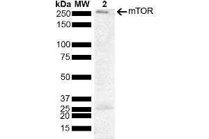 Western blot analysis of Human Cervical cancer cell line (HeLa) lysate showing detection of 288. (MTOR anticorps  (AA 740-840) (Biotin))