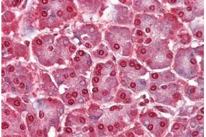 Human Pancreas (formalin-fixed, paraffin-embedded) stained with CASP12 antibody ABIN462331 followed by biotinylated goat anti-rabbit IgG secondary antibody ABIN481713, alkaline phosphatase-streptavidin and chromogen.
